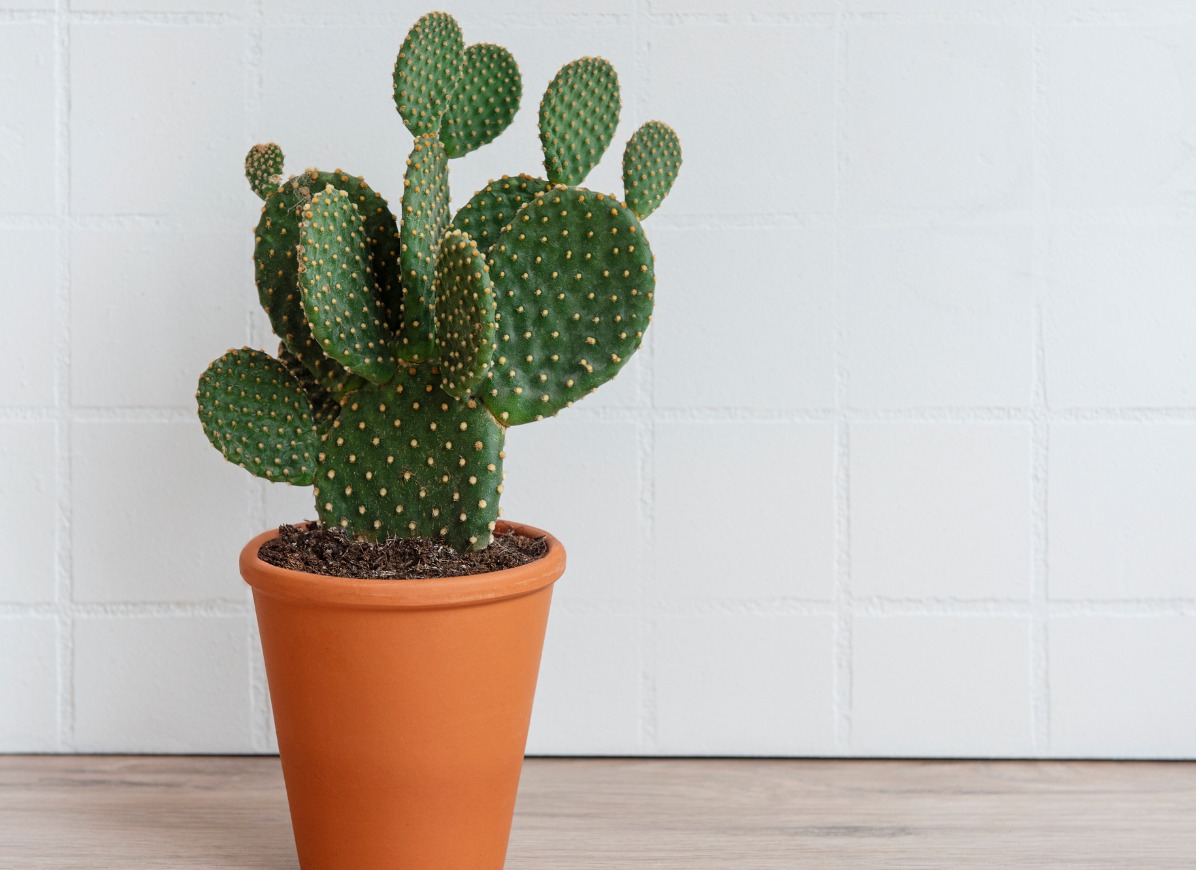types of succulents - bunny ear cactus