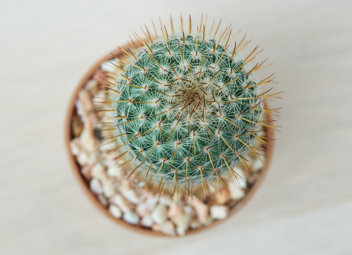 types of succulents - pincushion cactus