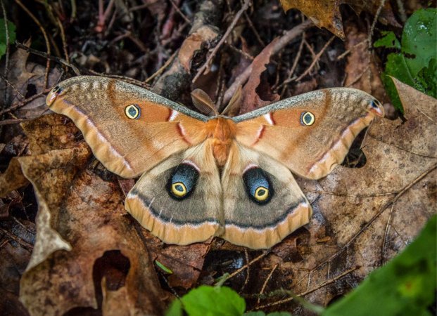 types of moths