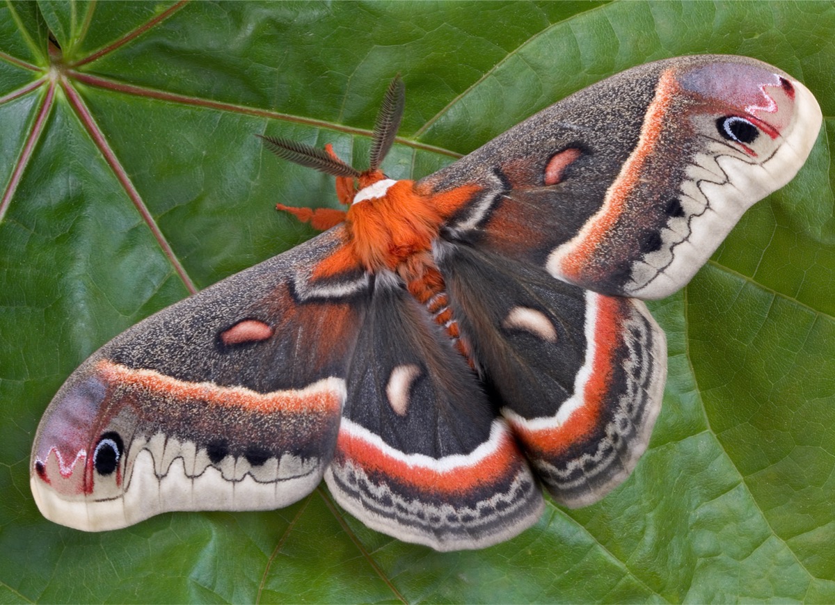 types of moths