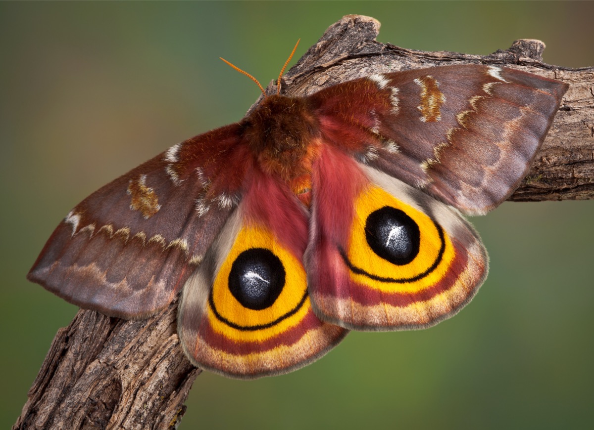 types of moths