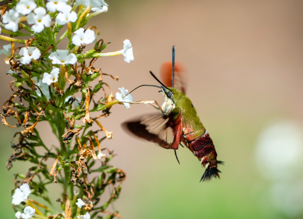 types of moths