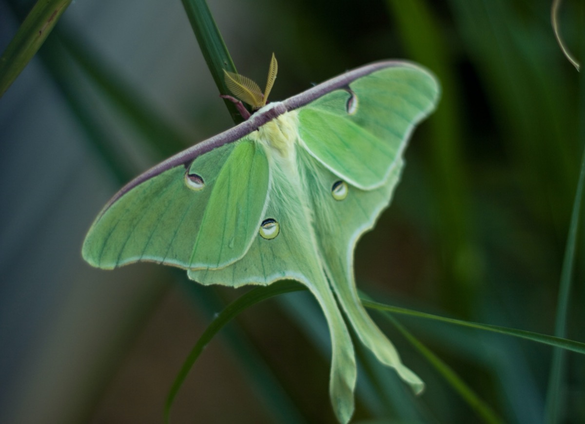 types of moths