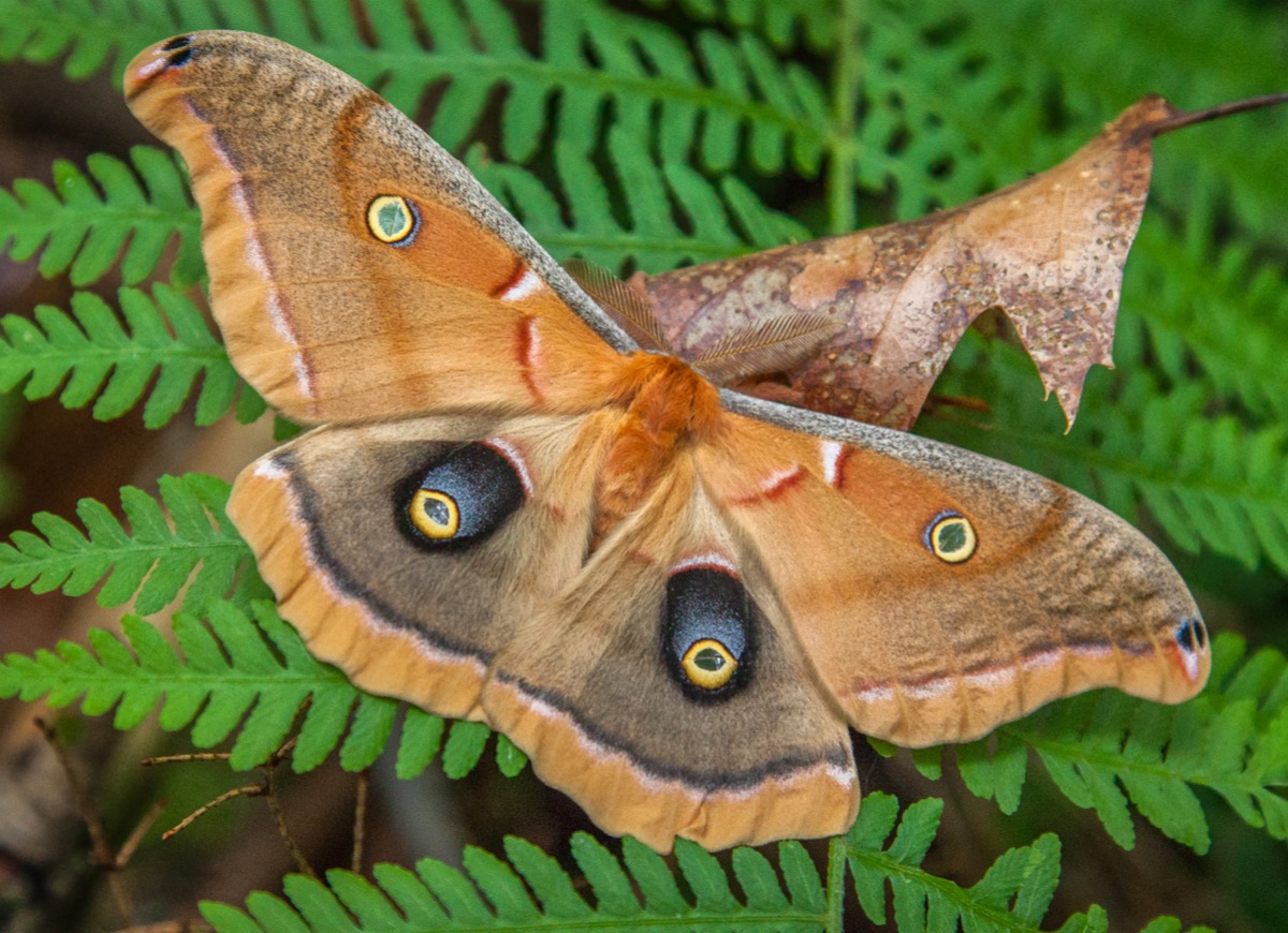 types of moths