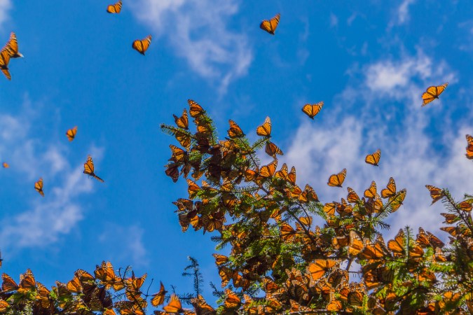 7 Things You Didn’t Know About the Annual Monarch Butterfly Migration