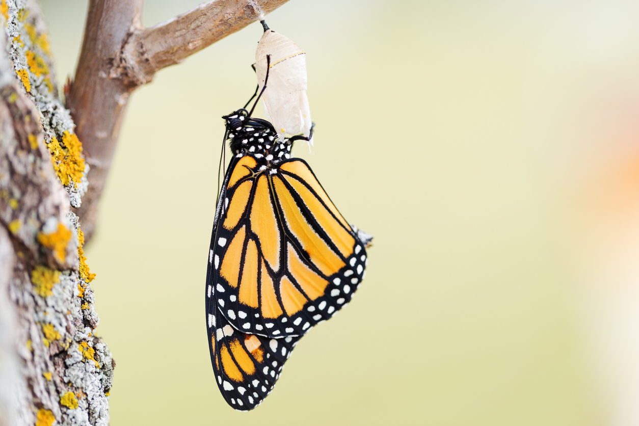 7 Things You Didn't Know About the Annual Monarch Migration