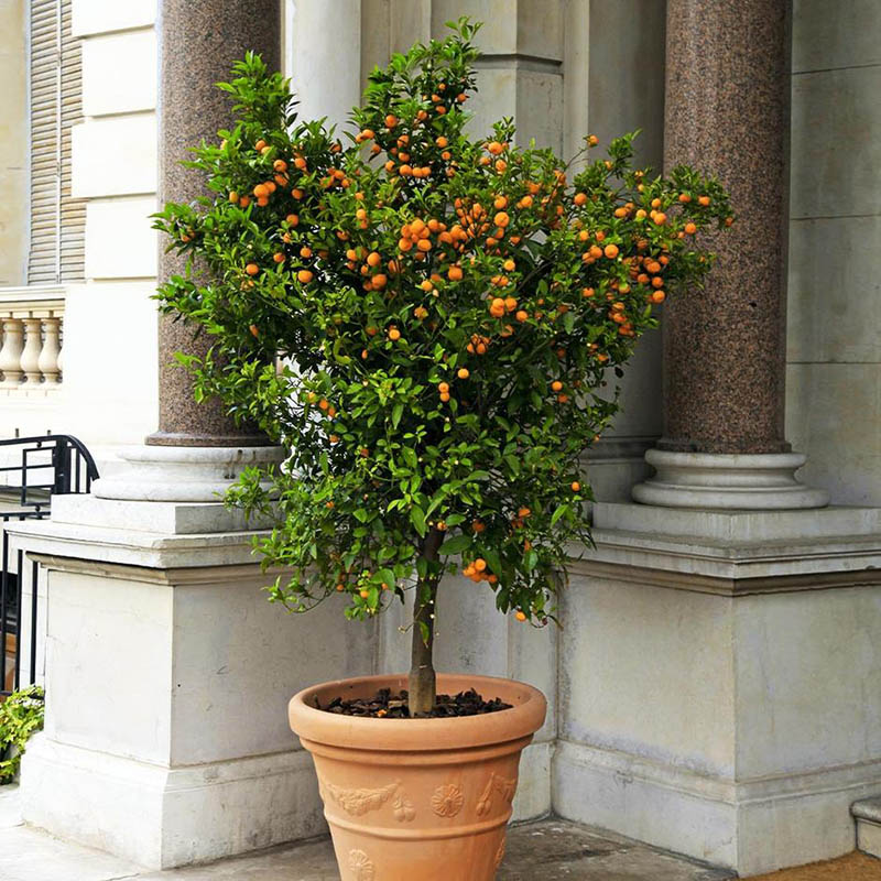 Best Trees as Gifts Option: Calamondin Orange Tree