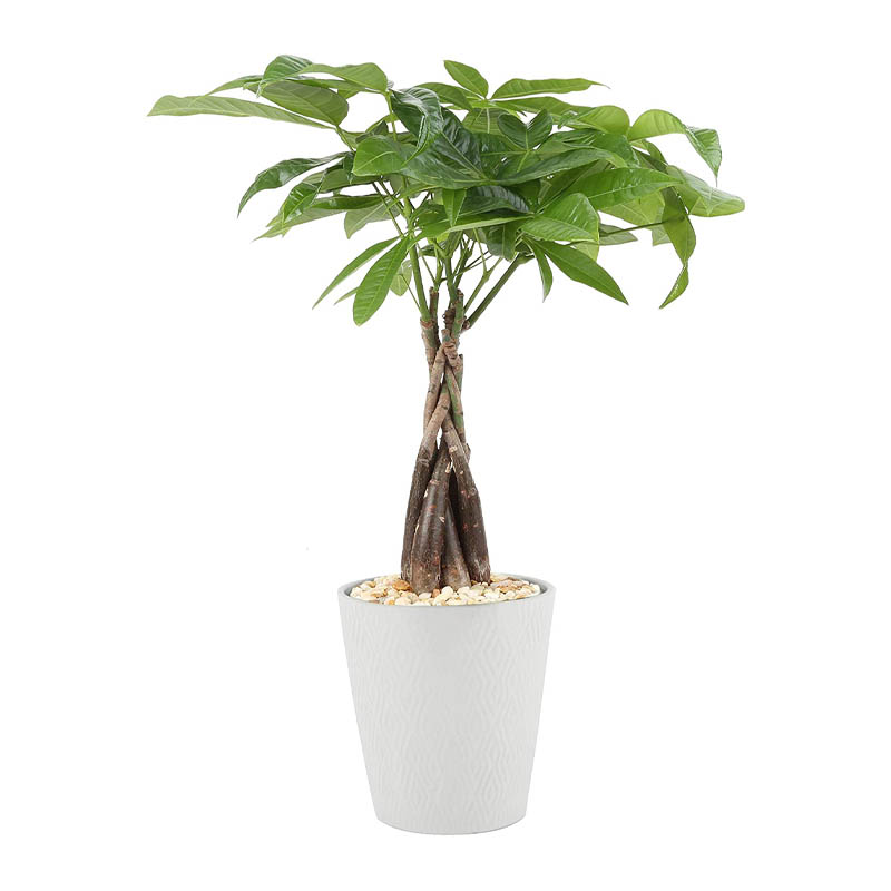 Best Trees as Gifts Option: Costa Farms Money Tree Pachira