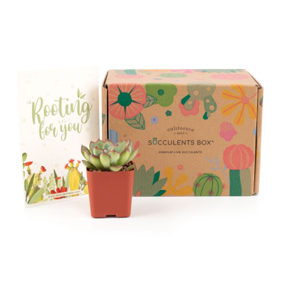 Best Plant Subscription Boxes Option: Succulents Box