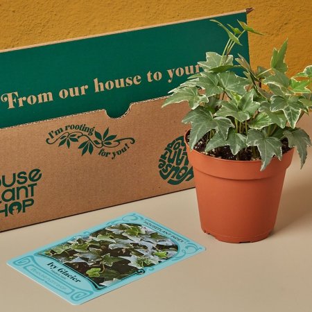  Best Plant Subscription Boxes Option: The House Plant Box