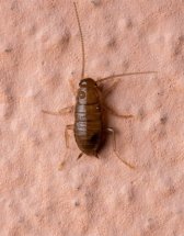 Bugs That Look Like Bed Bugs