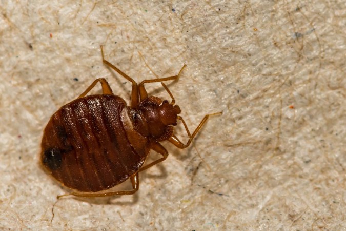 Solved! Does Diatomaceous Earth Actually Kill Bed Bugs?