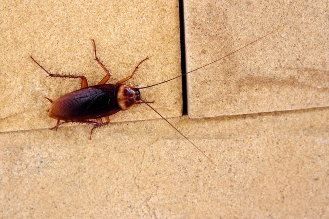 Bugs That Look Like Cockroaches