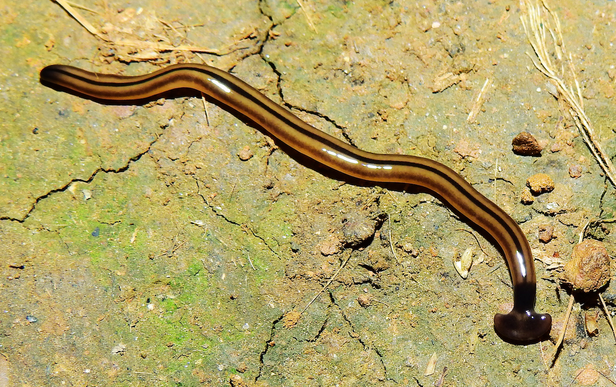 A close-up view of a Bipalium vagum hammerhead worm on a rocky surface.