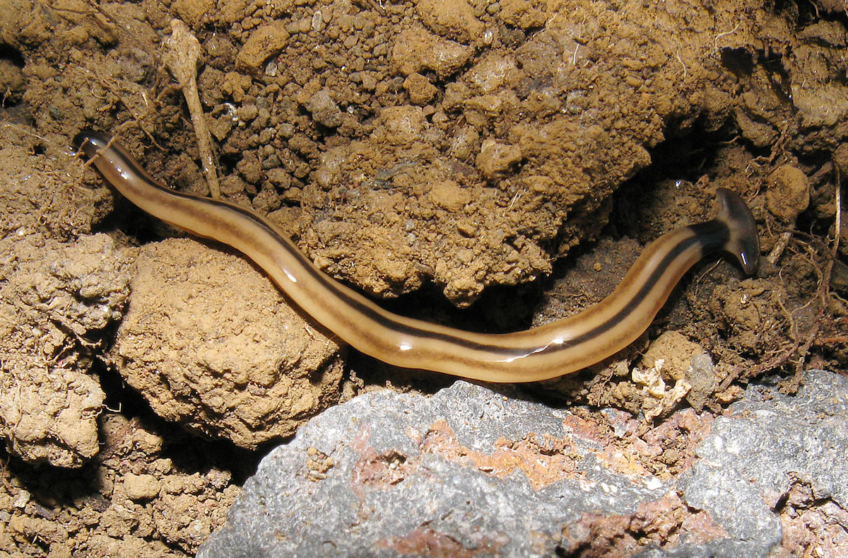 A close-up view of a Bipalium vagum hammerhead worm on a rocky surface.