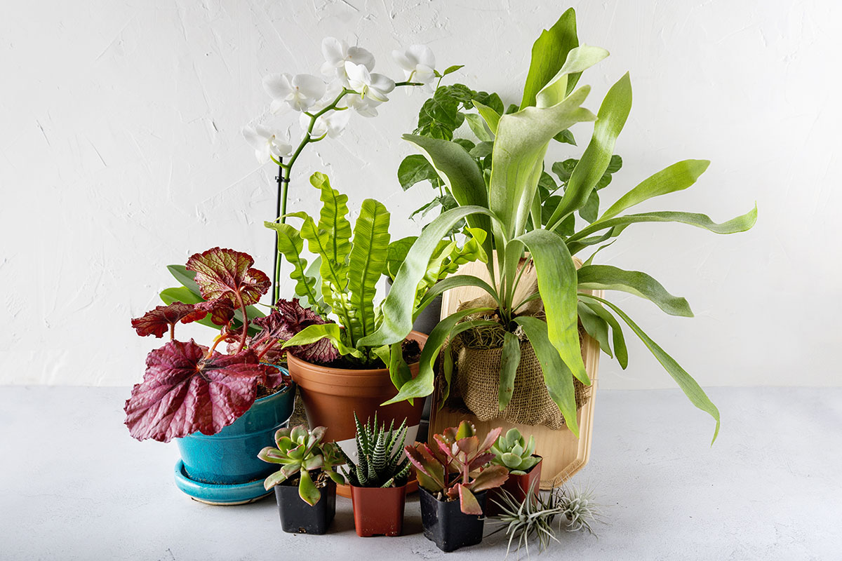 The Best Plant Subscription Boxes Options
