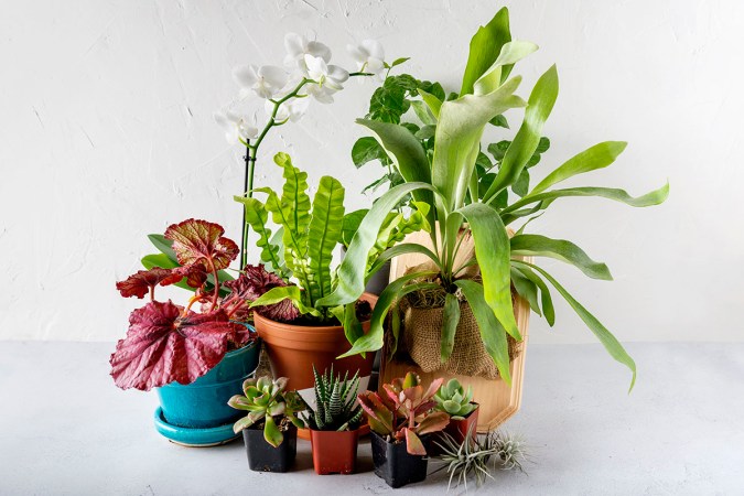 The 31 Best Gifts for Plant Lovers All Dedicated Plant Parents Will Love