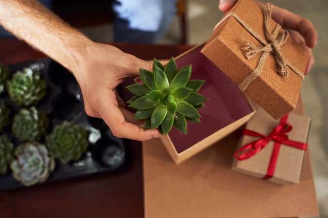 The Best Indoor Succulents For Fuss-Free Greenery