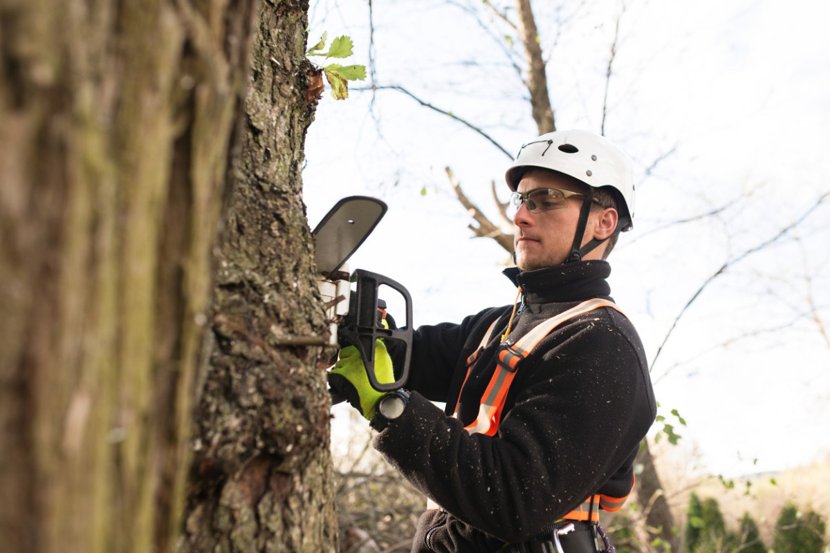 What Happens if You Hire an Unlicensed Tree Trimmer?