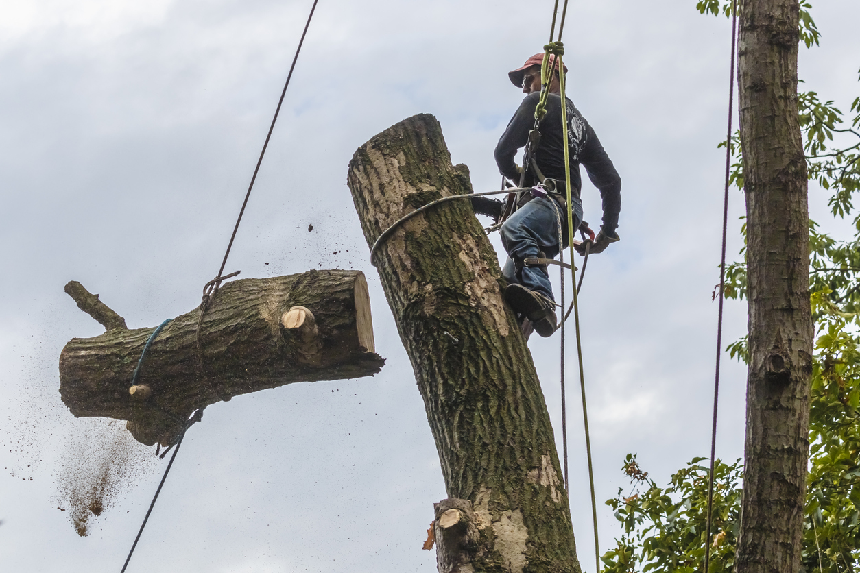 What Happens if You Hire an Unlicensed Tree Trimmer?