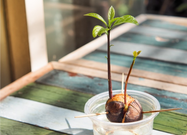 A small avocado plant growing from an avocado pit propped up in a cup by toothpicks.