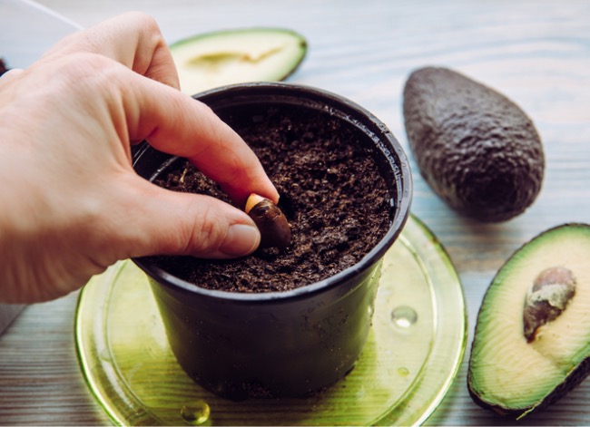 Person planting an avocado seed in a pot surrounded by whole and cut avocados.