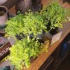 baby tears plant care