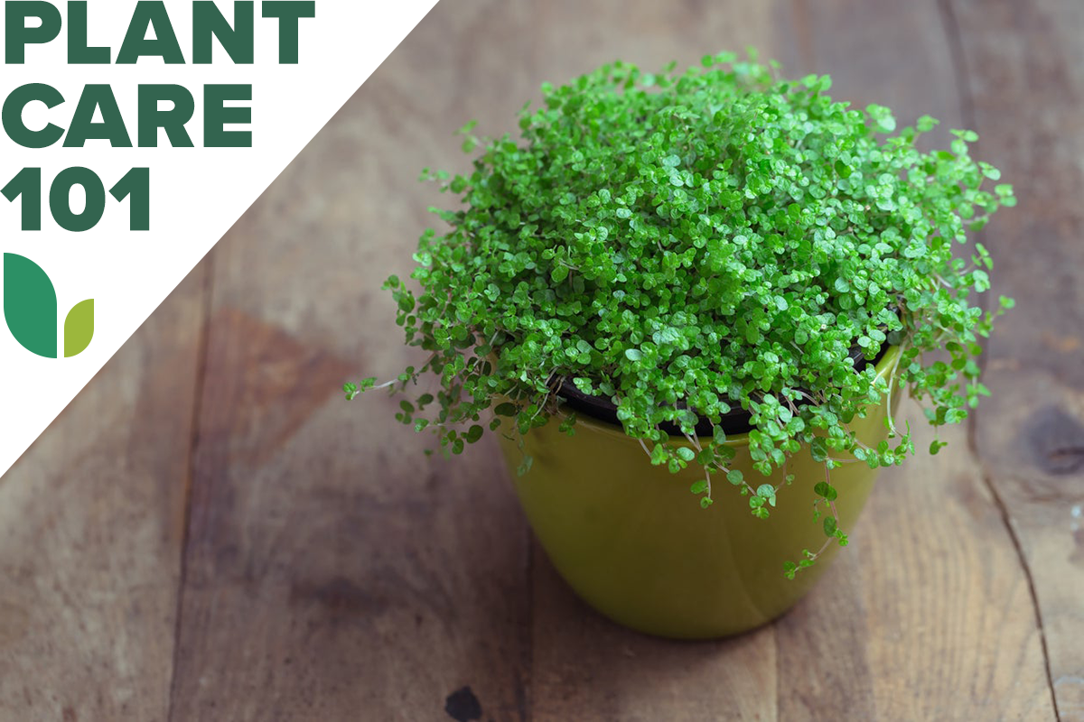 baby tears plant care 101 - how to grow baby tears plant indoors