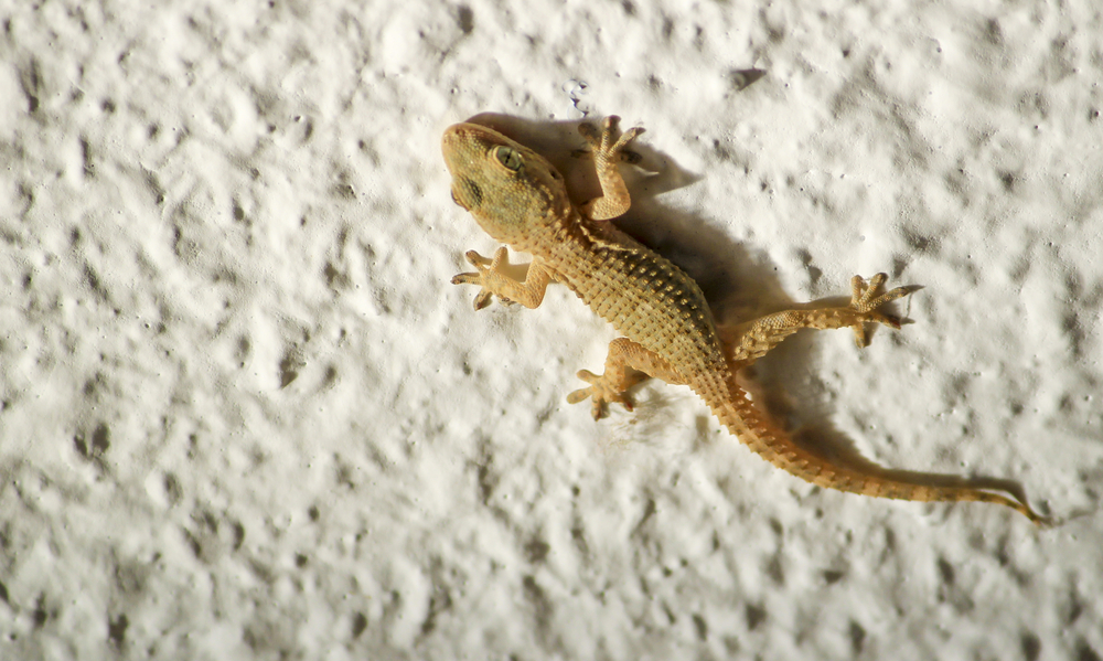 The Best Lizard Repellents Picks from Bob Vila