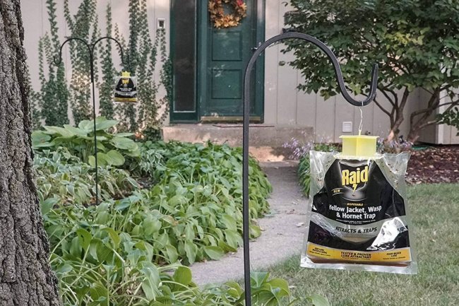 The Best Wasp Traps Options