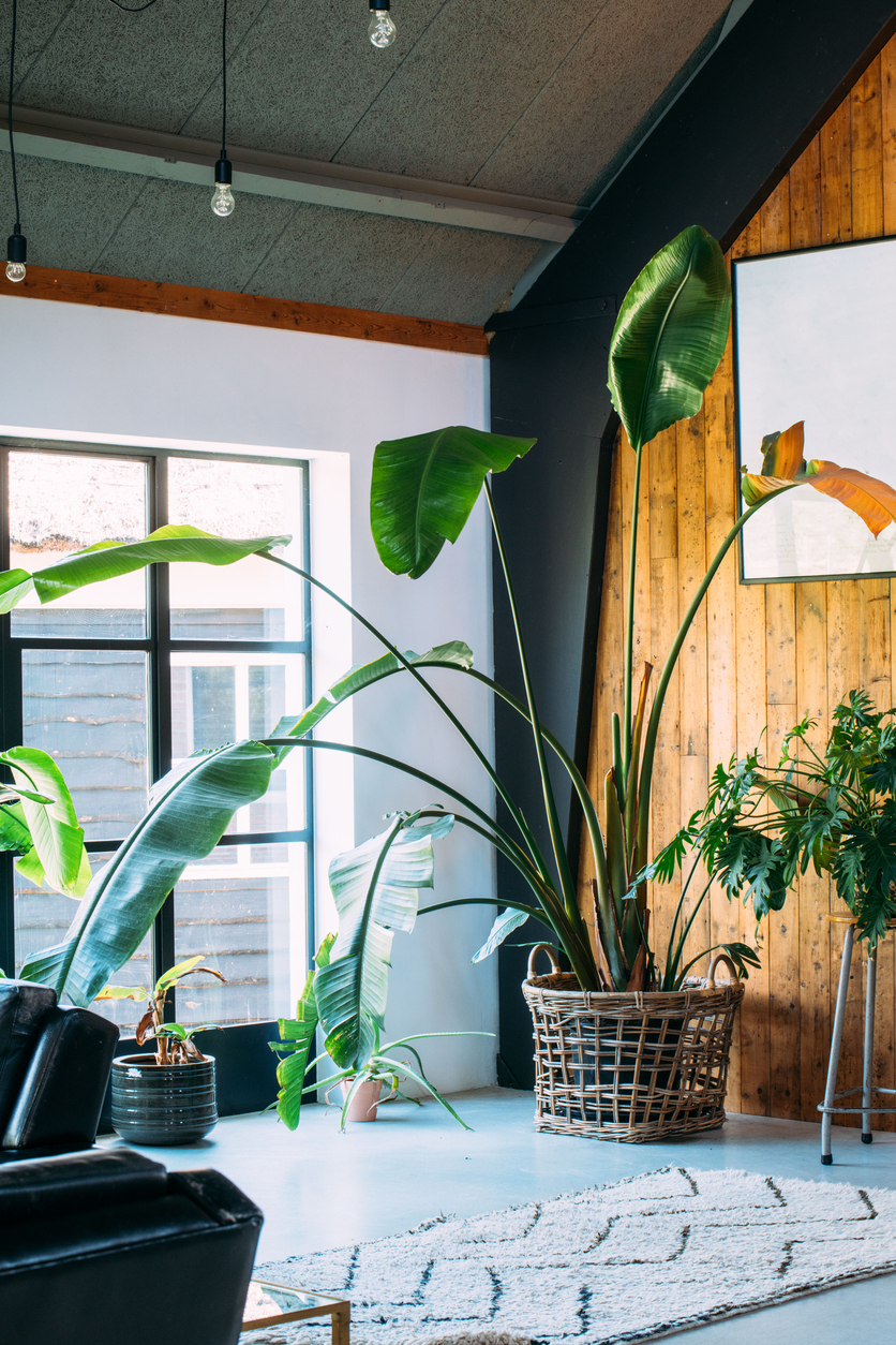 bird of paradise plant care