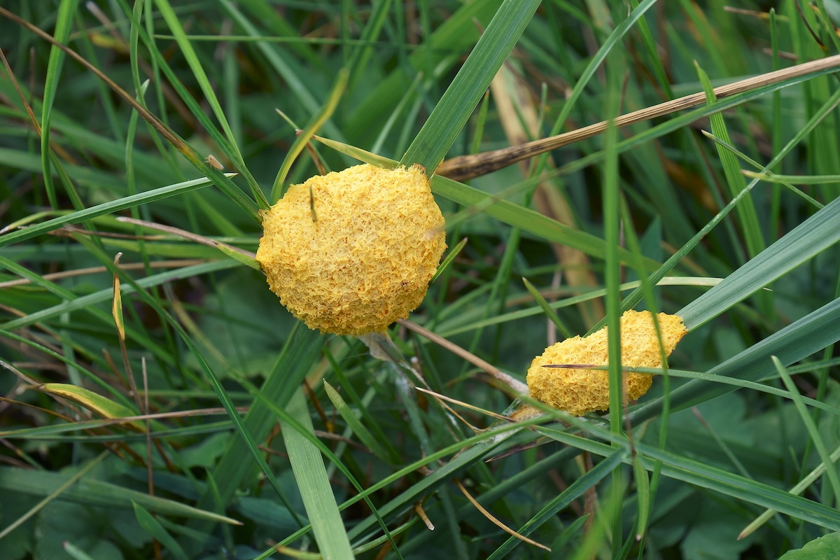Yellow Dog Vomit Slime Mold that has grown into a circular shape on blades of grass.