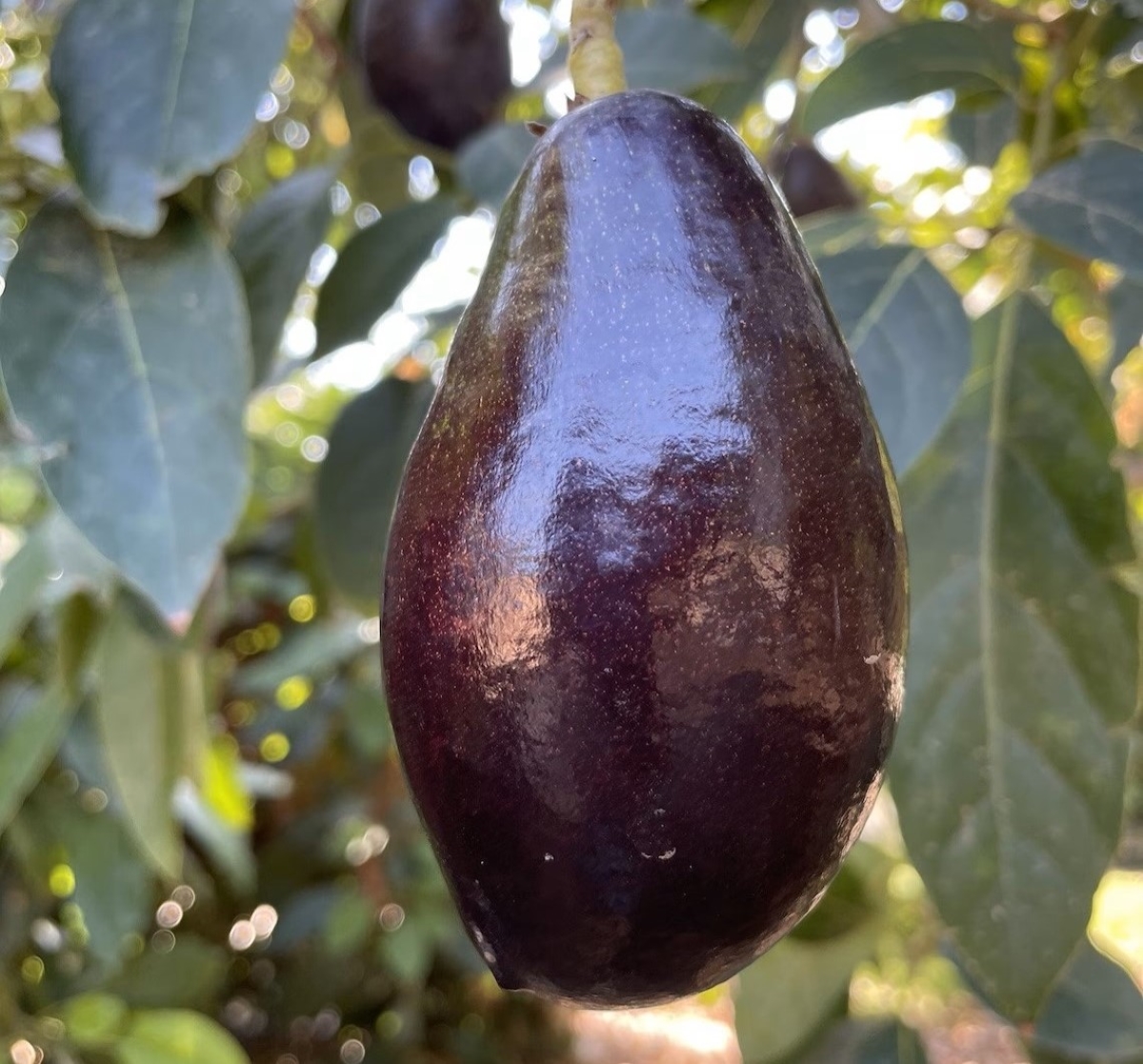 Close up of dark colored avocado fruit.