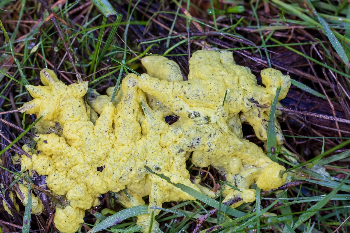 Pale yellow Dog Vomit Slime mold in a grassy area.