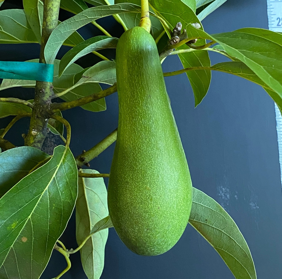 Close up of a longer avocado fruit hanging off tree.