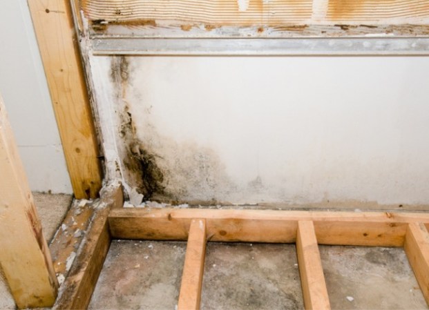 How to Get Rid of Mold in the Basement ASAP