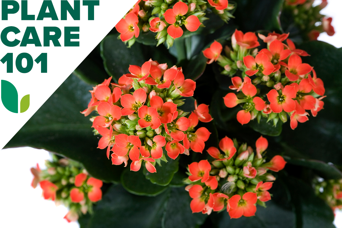 kalanchoe plant care 101 - how to grow kalanchoe indoors