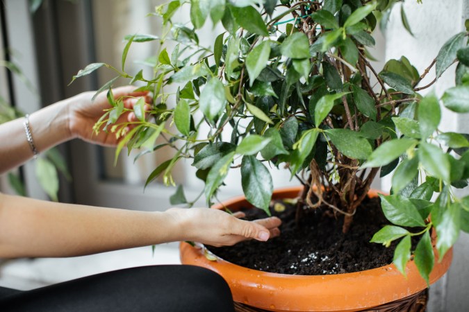 14 Fragrant Indoor Plants That'll Make Your Home Smell Amazing