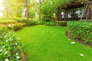 A backyard with lush, vibrant green grass, bordered with hedges.