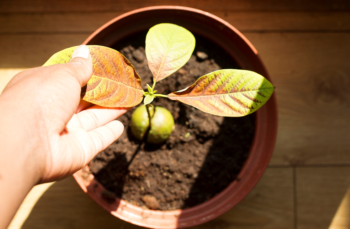 Hand touching brown leaf on potted avocado houseplant.