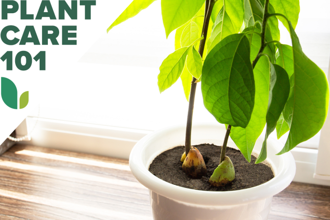 avocado plant care 101 - how to grow avocado plant indoors
