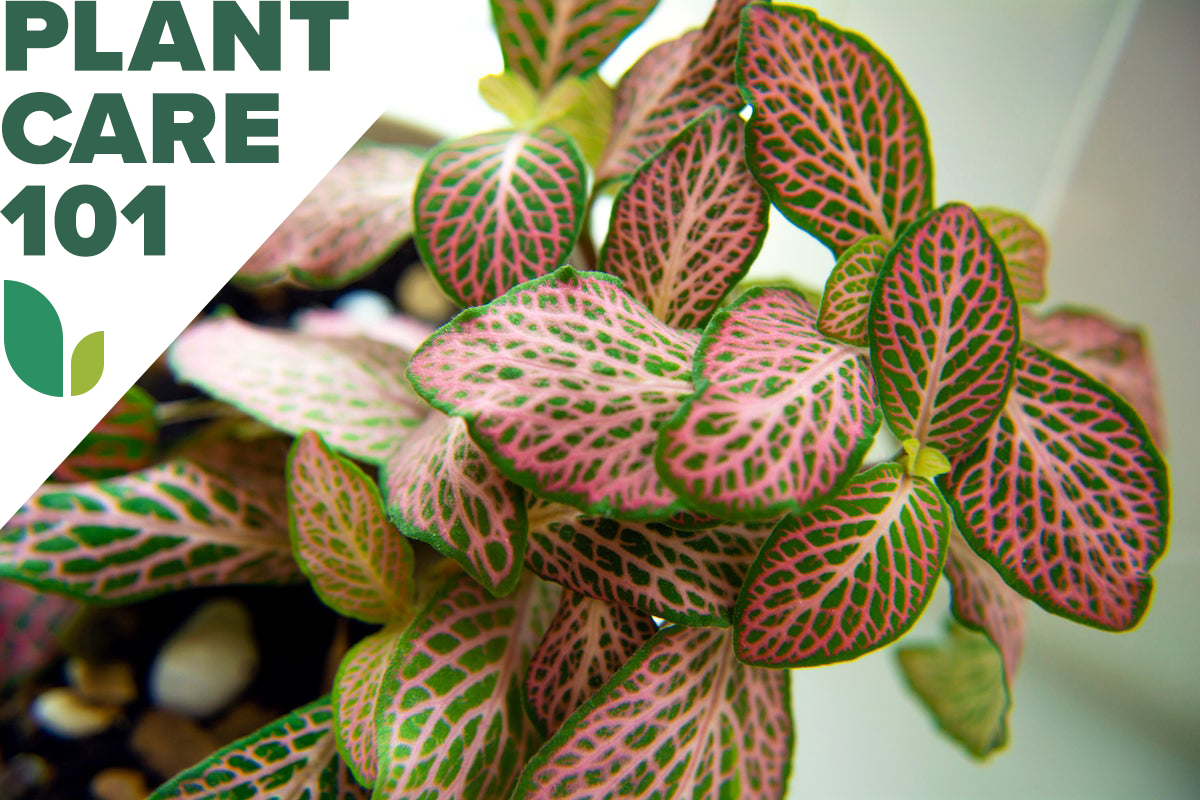 nerve plant care 101 - how to grow nerve plant indoors