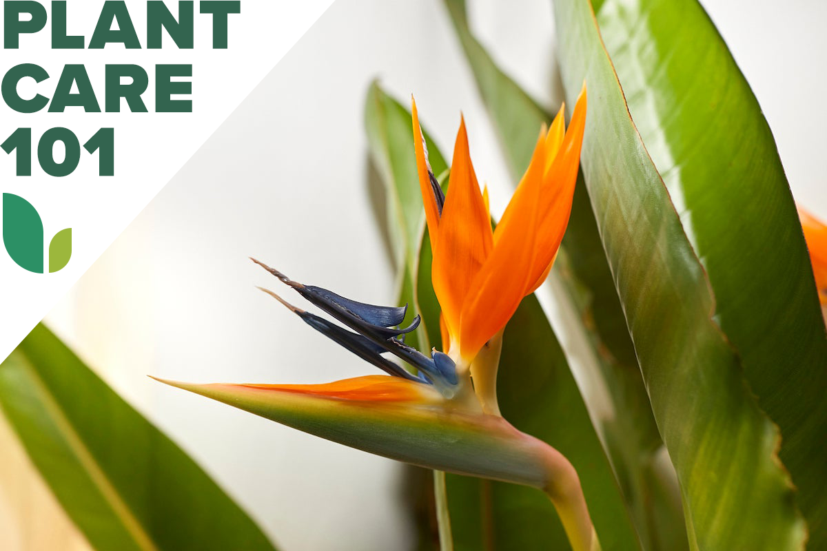 bird of paradise plant care 101 - how to grow bird of paradise indoors