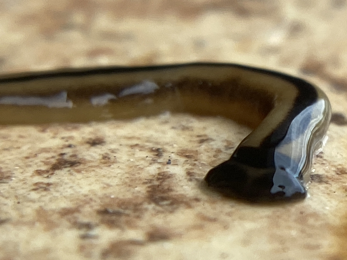 A close-up view of a wet hammerhead worm.