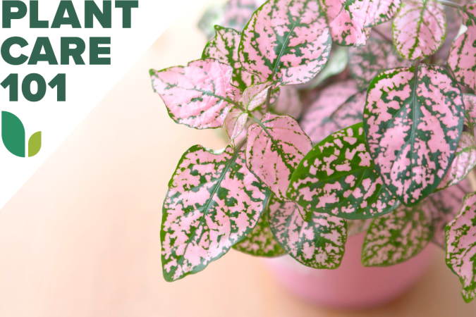 Bug Off: Your Guide to Dealing with Houseplant Pests