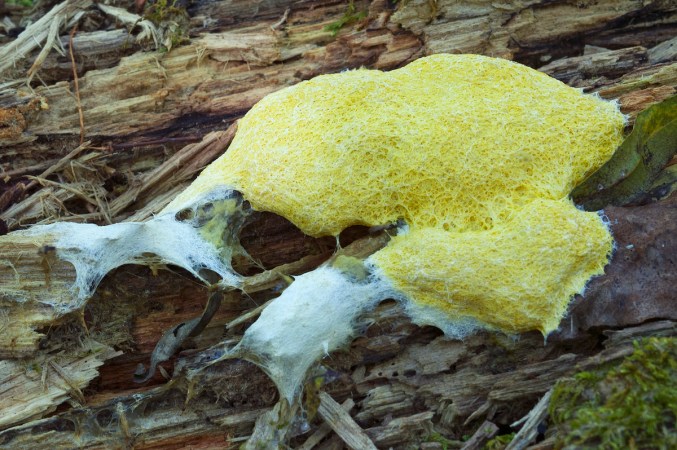 How to Get Rid of Dog Vomit Slime Mold