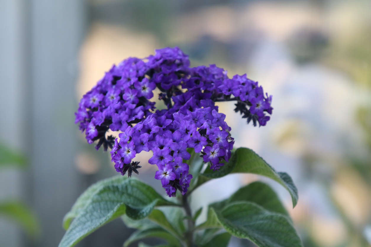Best-smelling houseplants