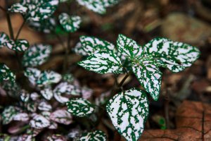 Polka Dot Plant Care