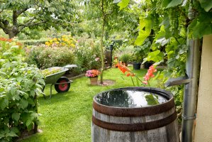 A healthy backyard garden with a barrel collecting rain water.