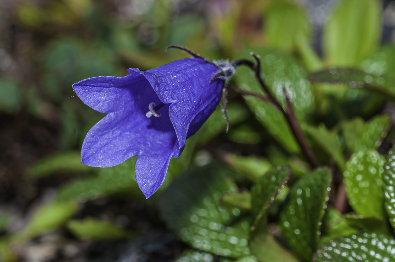 shade flowers